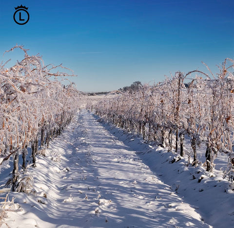 Winter at London Born Wines